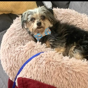 May include: A small dog with black and gray fur wearing a blue bow tie with a bone pattern, resting in a fluffy, light brown pet bed. A blue leash is visible.