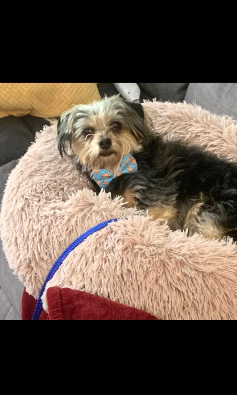 Bow Tie for Dogs,purple Ghost Dog Bow Tie, Halloween Dog Collar Bow