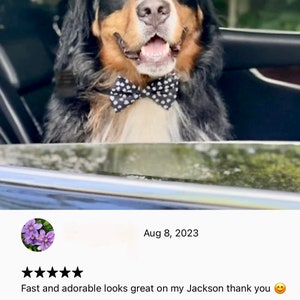 May include: A Bernese Mountain Dog wearing a black and white patterned bow tie. The dog has a brown and black coat and is looking at the camera. The bow tie is a paw print design. The dog is sitting in a car.