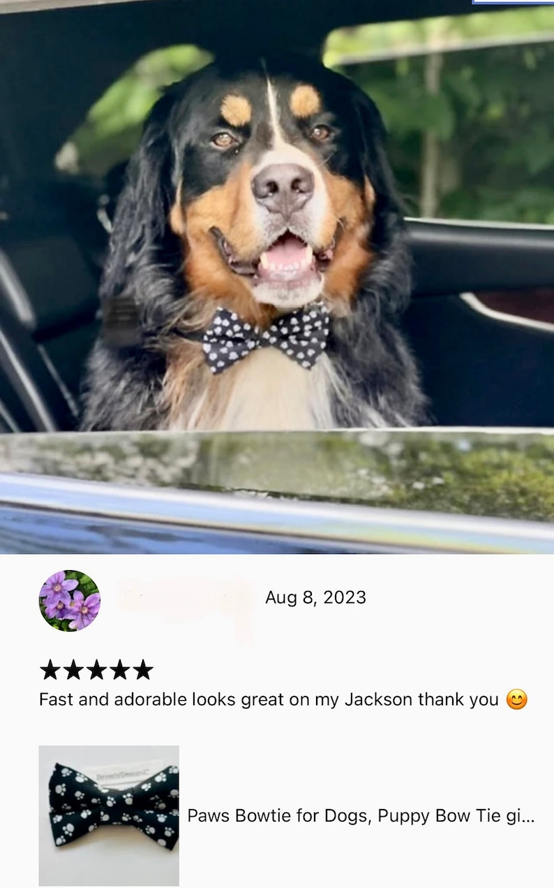 May include: A Bernese Mountain Dog wearing a black and white patterned bow tie. The dog has a brown and black coat and is looking at the camera. The bow tie is a paw print design. The dog is sitting in a car.