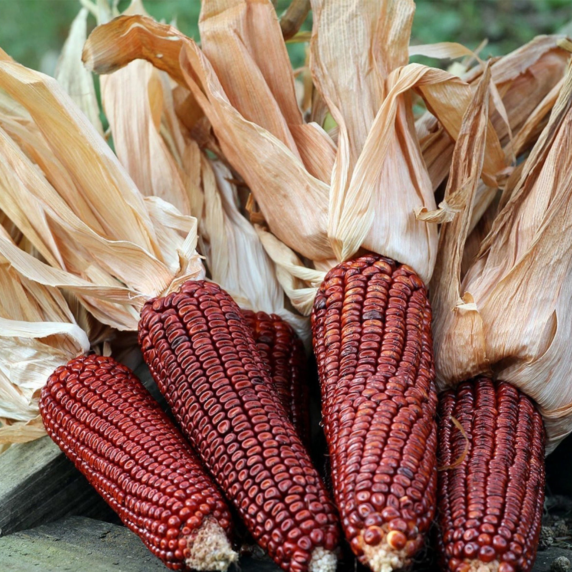 Кукурузные листья купить. Кукуруза рубиновый гранат. Oaxacan Green Corn сорта кукурузы. Красный сорт кукурузы. Сорт indian Corn.