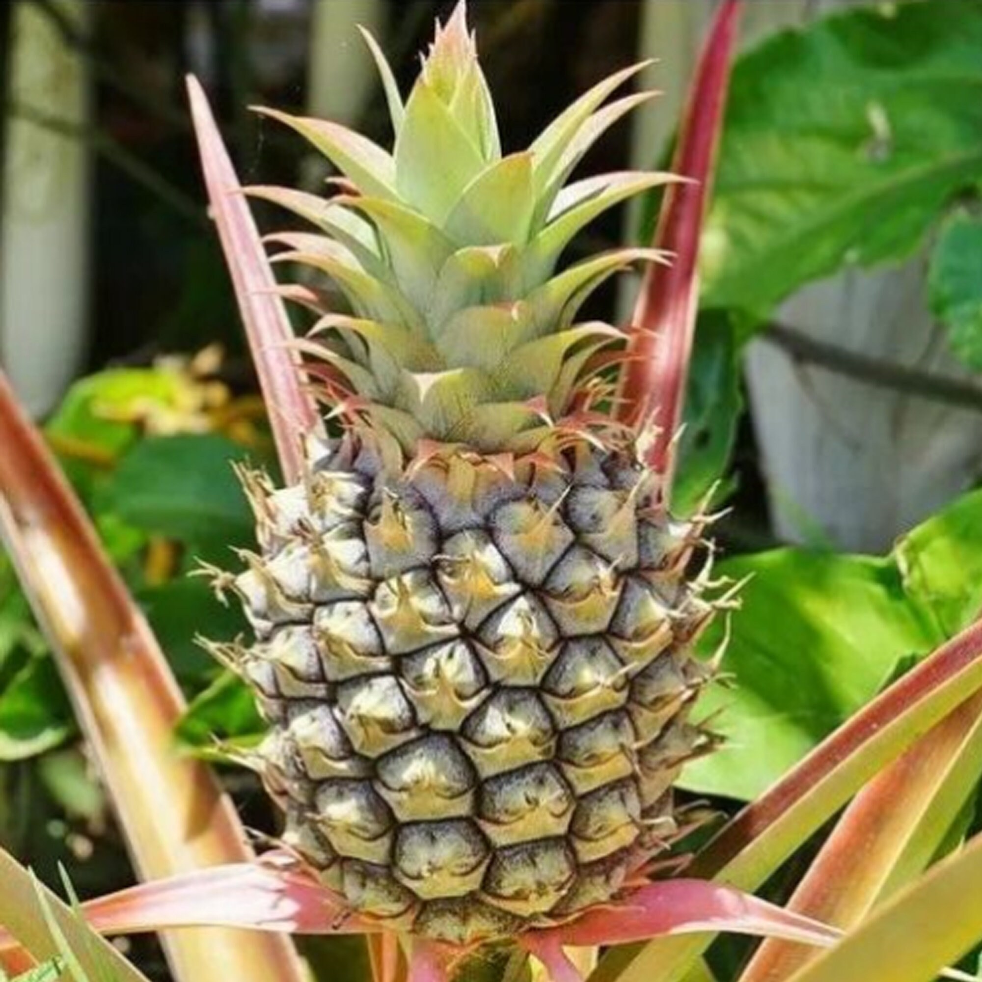 Dwarf Pineapple Edible Super Sweet Full grown Plant Etsy