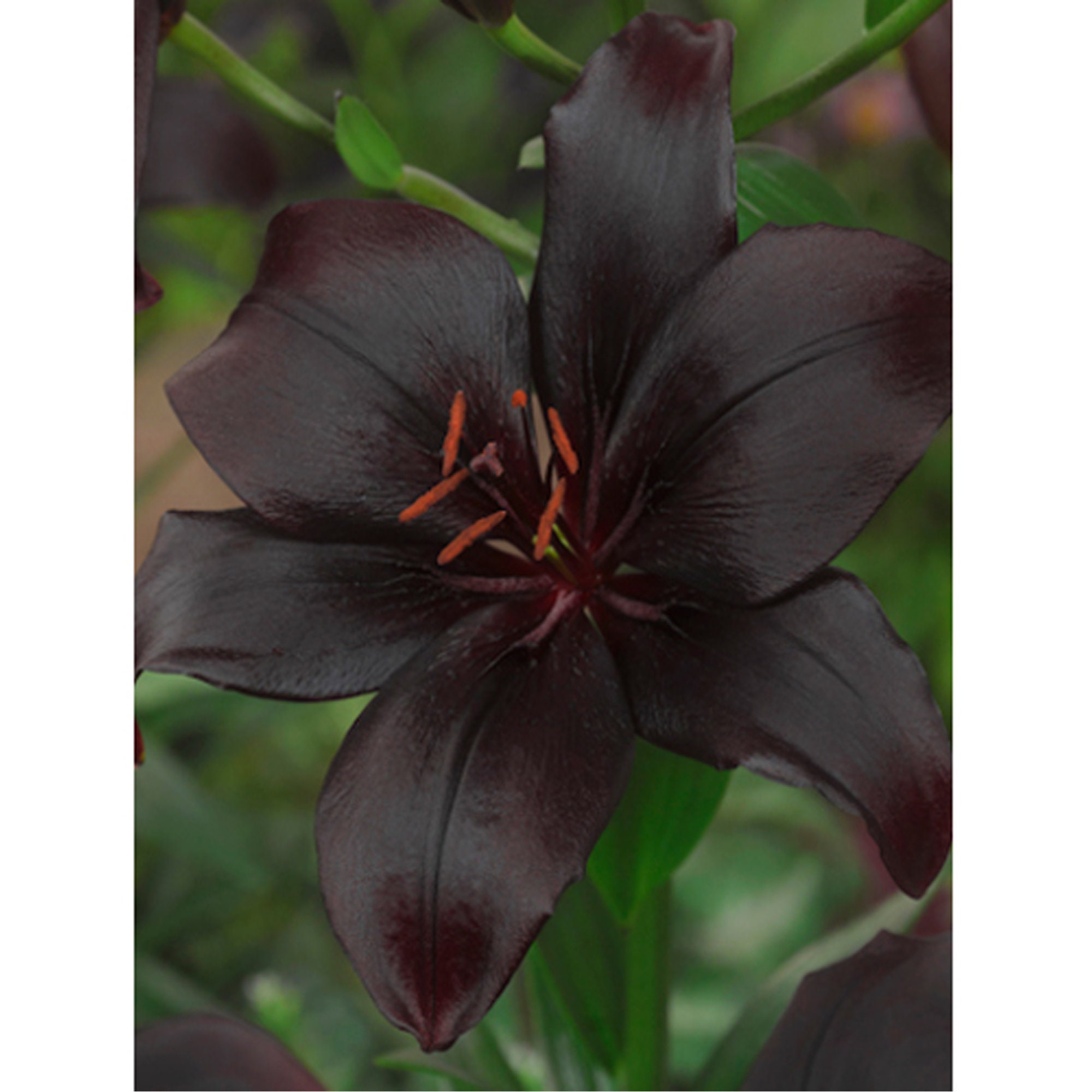 Lily Black Charm Asiatic Lilies 2 Bulbs in United Kingdom Etsy
