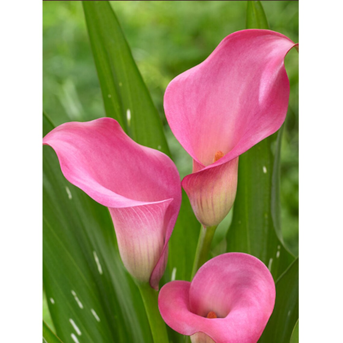 Calla Lily Zantedeschia 'Zazu' Pink Calla Lilies Etsy