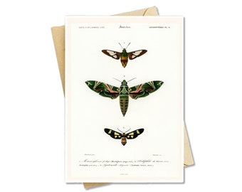 Vintage Note Cards - 1850s botanical art - Set of 8, 12 or 25!