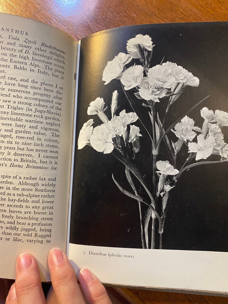 The Dianthus A Flower Monograph Will Ingwersen 1949 Garden / Flowers Species / Types Cultivation, Care and Exhibiting image 9