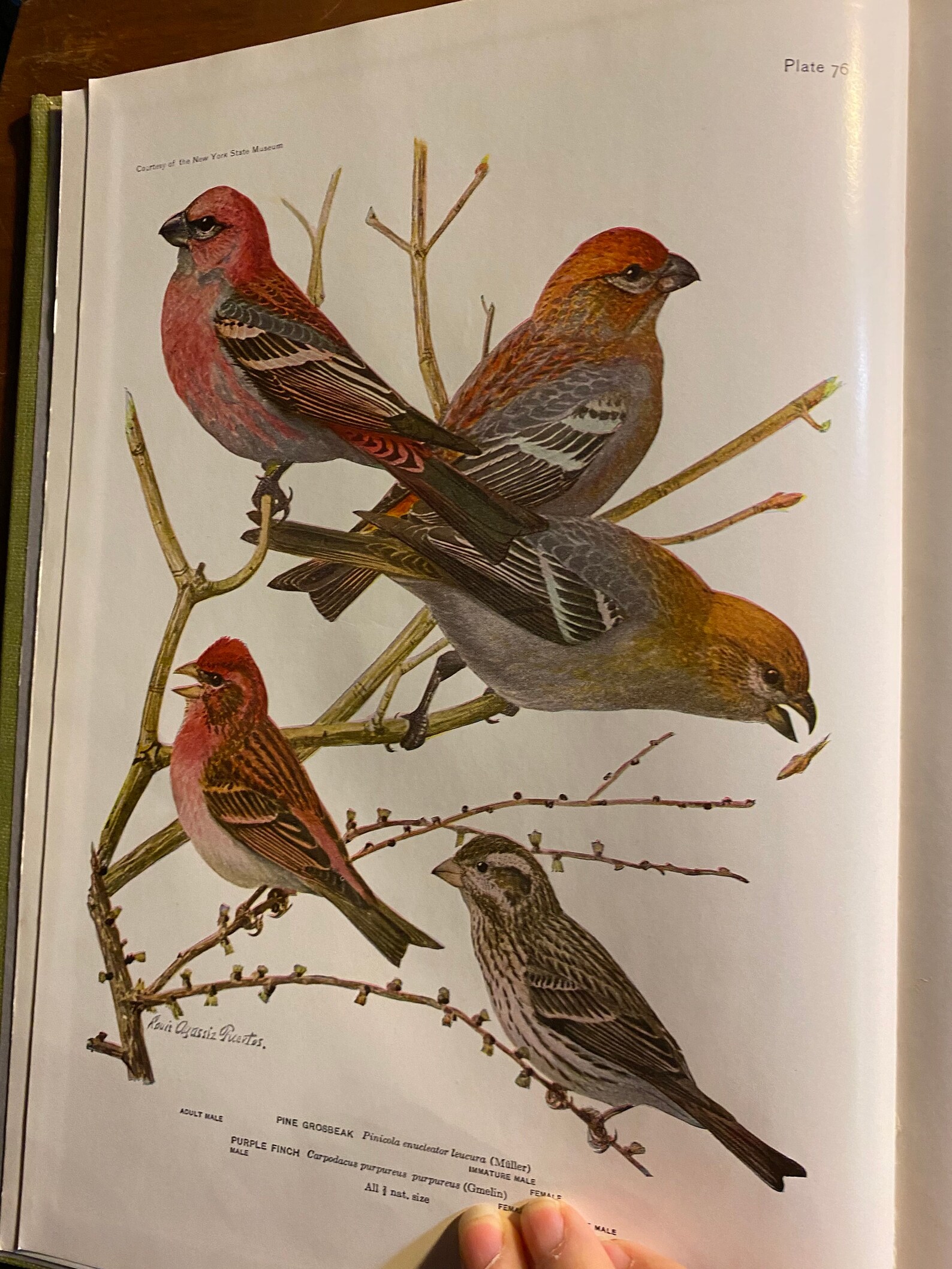 Nature Lovers Library - Birds of America - T Gilbert Pearson - 1923 ...