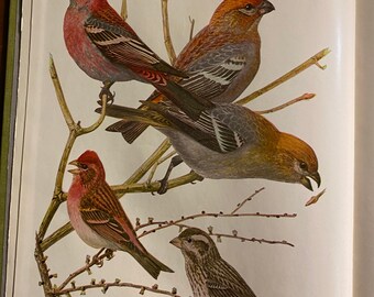 Puede incluir: Una ilustración vintage de cuatro pájaros posados en ramas. Los pájaros son un pinzón púrpura, un pinzón de pino y dos variaciones de color diferentes del mismo pájaro. La ilustración es de un libro titulado "Birds of the New York State Museum".