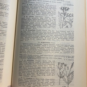 Flora of the Prairies and Plains of Central North America - per Axel ...