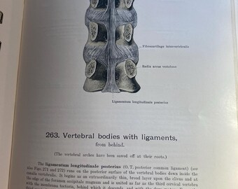 人体解剖学ハンドアトラス - 第1巻 骨 関節 靭帯 - ヴェルナー・シュ