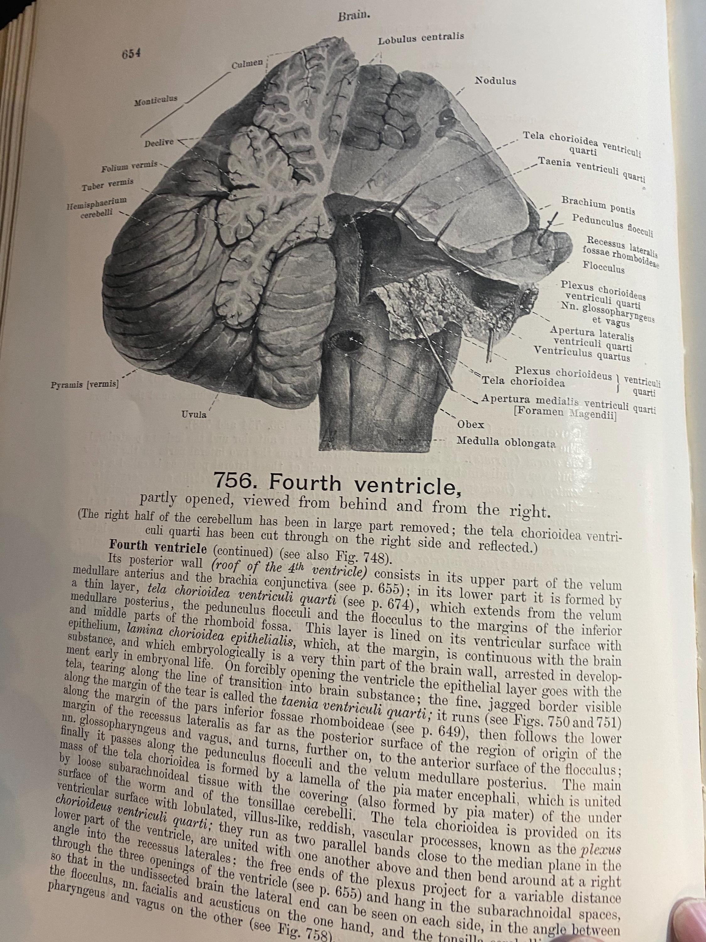 Hand Atlas of Human Anatomy - Volume III Viscera Brain Nerves