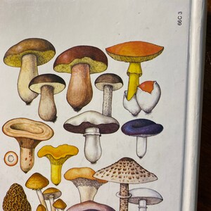 Puede incluir: Una ilustraci&oacute;n vintage de varios tipos de setas, incluyendo setas marrones, blancas, amarillas, naranjas y moradas con diferentes formas y tama&ntilde;os. La ilustraci&oacute;n est&aacute; sobre un fondo blanco con el n&uacute;mero 68C 3 en la esquina superior derecha.