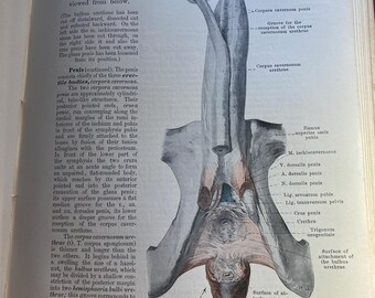 Hand Atlas of Human Anatomy - Volume III Viscera Brain Nerves