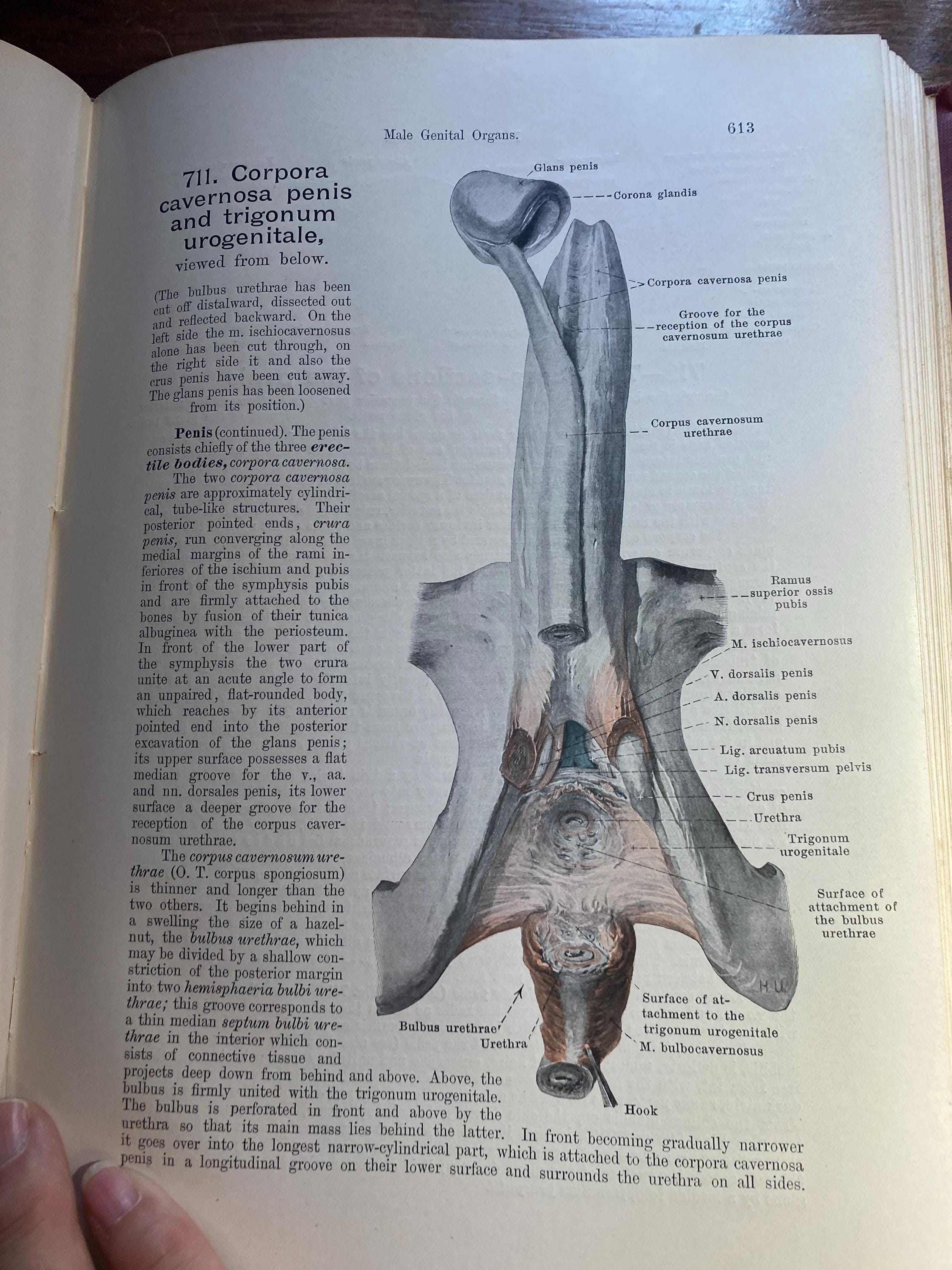 Hand Atlas of Human Anatomy - Volume III Viscera Brain Nerves
