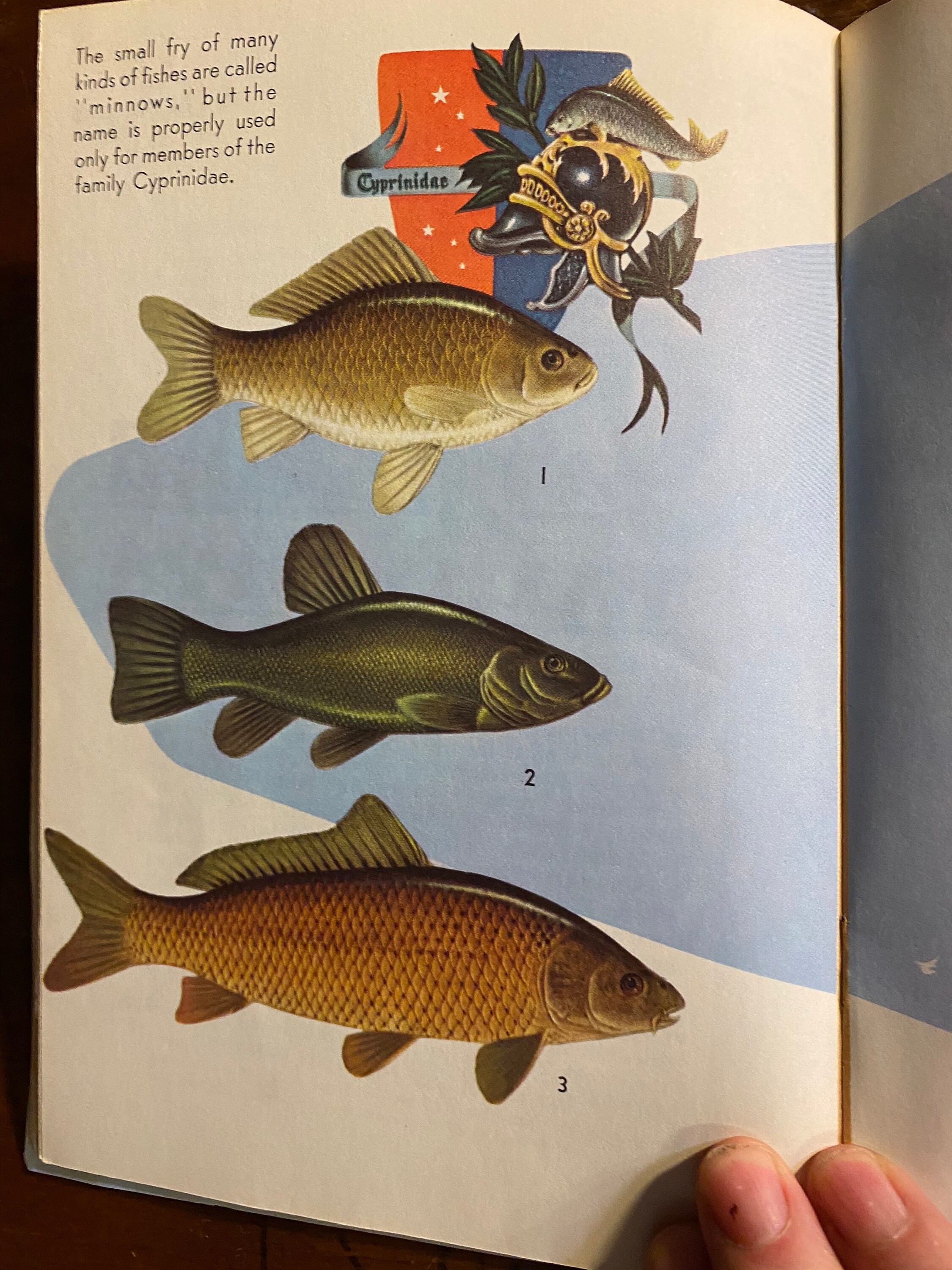 Livret 'Know Your Fish' – Tom Dolan – 1980 – Guide Identification Poissons – Sports Afield