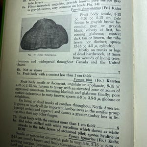 How To Know The Non-Gilled Fleshy Fungi - Mushrooms - Helen / Alex Smith - 1973 - Mycology - Characteristics - Identification - Botany - image 5
