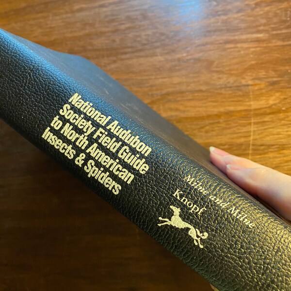 North American Insects - Etsy