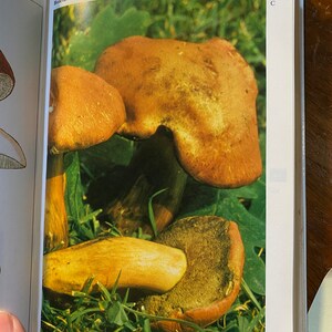 Puede incluir: Tres setas marrones con sombreros amarillos y naranjas que crecen en un lecho de hierba verde. El texto "Boletus (Xeromus) badius (Boleto baio)" est&aacute; impreso sobre la imagen.