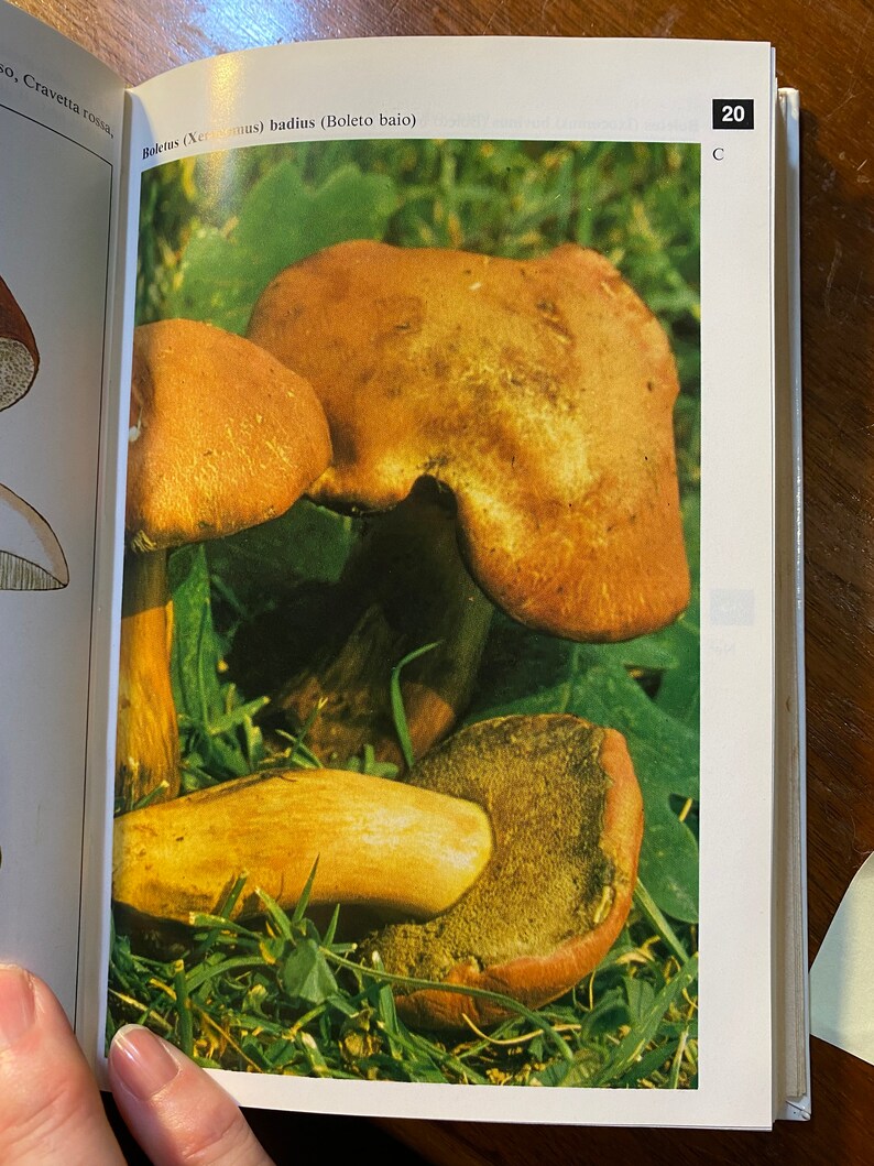 Puede incluir: Tres setas marrones con sombreros amarillos y naranjas que crecen en un lecho de hierba verde. El texto "Boletus (Xeromus) badius (Boleto baio)" est&aacute; impreso sobre la imagen.