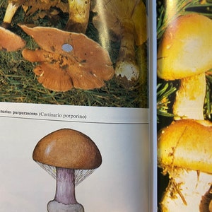 Puede incluir: Una p&aacute;gina de libro con una imagen de cerca de un hongo marr&oacute;n con un tallo morado. El texto en la p&aacute;gina dice "Cortinarius purpurascens (Cortinarius porporino)".