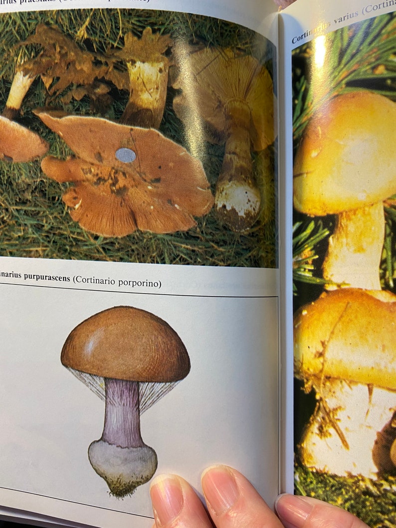 Puede incluir: Una p&aacute;gina de libro con una imagen de cerca de un hongo marr&oacute;n con un tallo morado. El texto en la p&aacute;gina dice "Cortinarius purpurascens (Cortinarius porporino)".