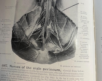 Hand Atlas of Human Anatomy - Volume III Viscera Brain Nerves