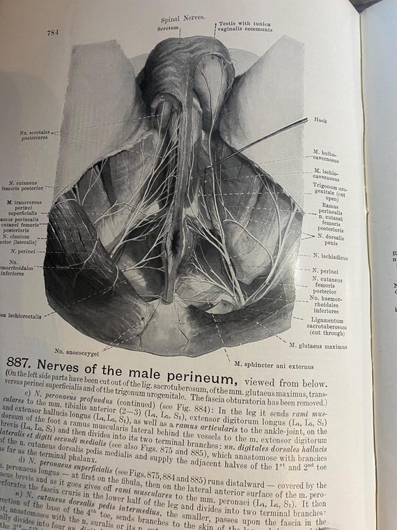 医学本　人解剖学ハンドアトラス　ヴェルナー・シュパルテホルツ著 Hand Atlas of Human Anatomy - Volume III Viscera Brain Nerves