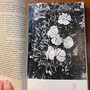 The Dianthus A Flower Monograph Will Ingwersen 1949 Garden / Flowers Species / Types Cultivation, Care and Exhibiting image 7