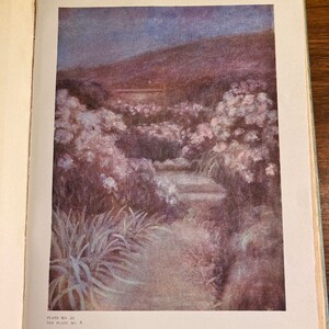 Colour in My Garden Louise Beebe Wilder 1930 Guide Gardeners Flowers