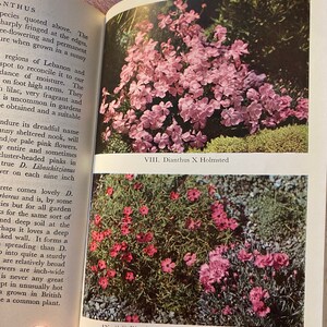 The Dianthus A Flower Monograph Will Ingwersen 1949 Garden / Flowers Species / Types Cultivation, Care and Exhibiting image 10