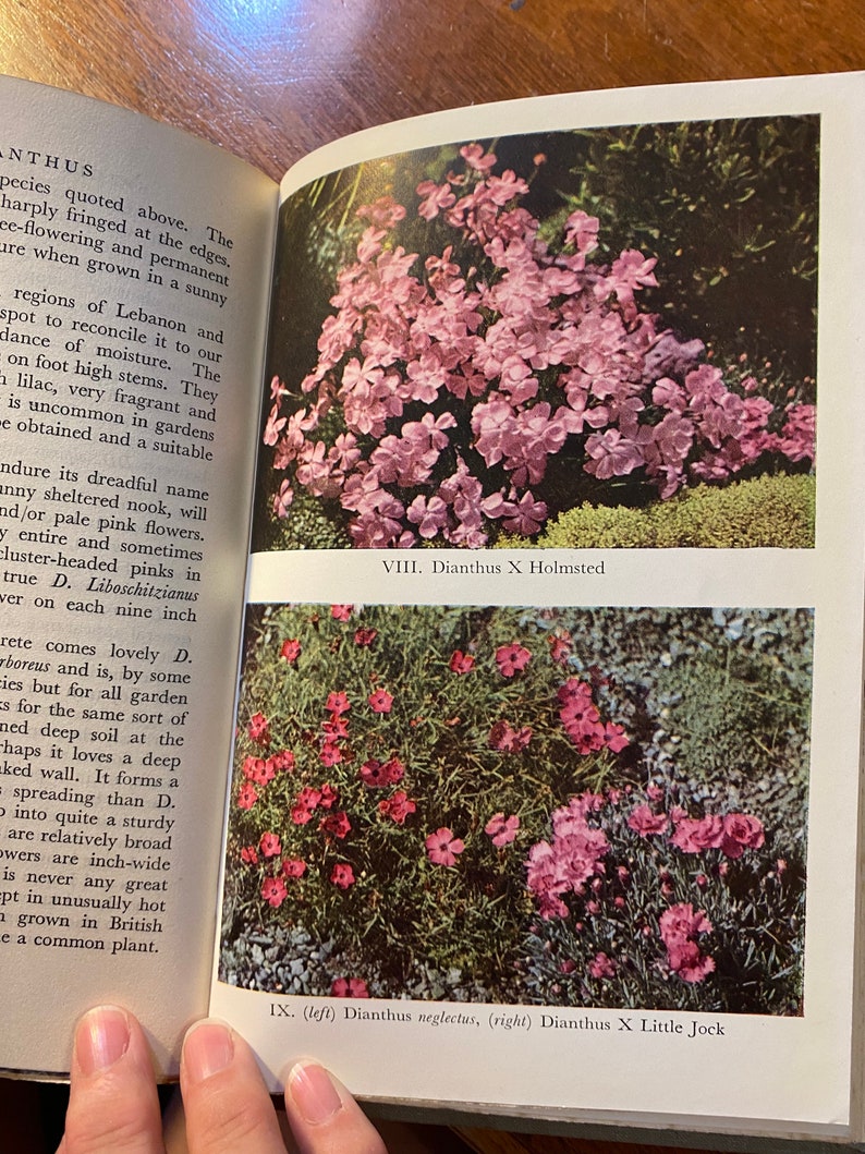 The Dianthus A Flower Monograph Will Ingwersen 1949 Garden / Flowers Species / Types Cultivation, Care and Exhibiting image 10