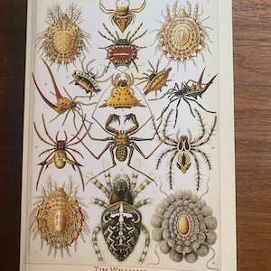 Könnte beinhalten: Buchcover von 'A Dictionary For Arachnology' mit detaillierten Illustrationen verschiedener Spinnen und Spinnentiere. Das Cover hat einen cremefarbenen Hintergrund mit dem Titel und dem Namen des Autors, Tim Williams, unten gedruckt.