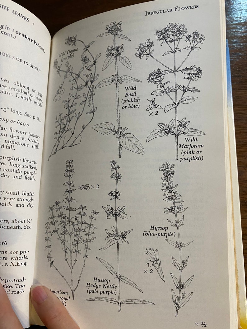Newcomb's Wildflower Guide 1977 Lawrence Newcomb - Etsy