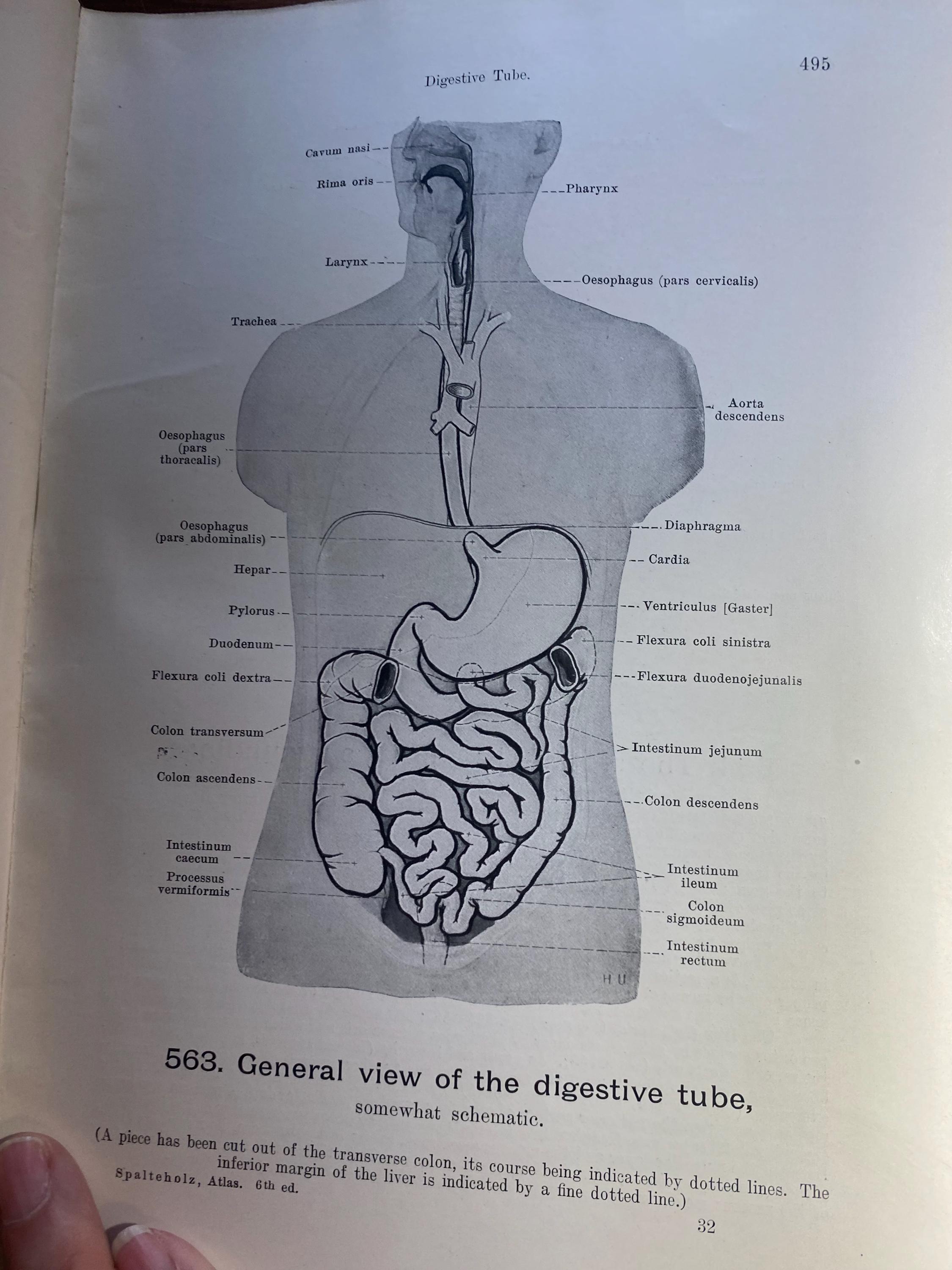 Hand Atlas of Human Anatomy - Volume III Viscera Brain Nerves