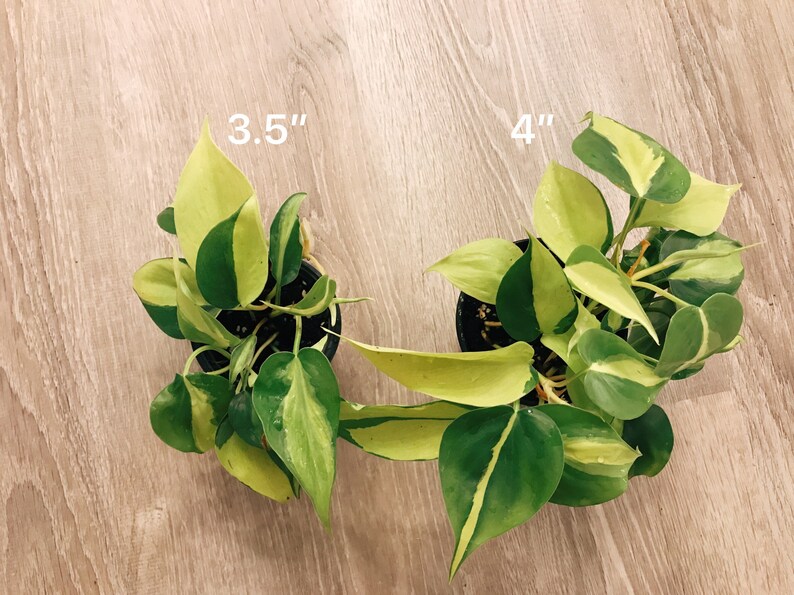 Philodendron Brazil Philodendron hederaceumn Live Plant image 4