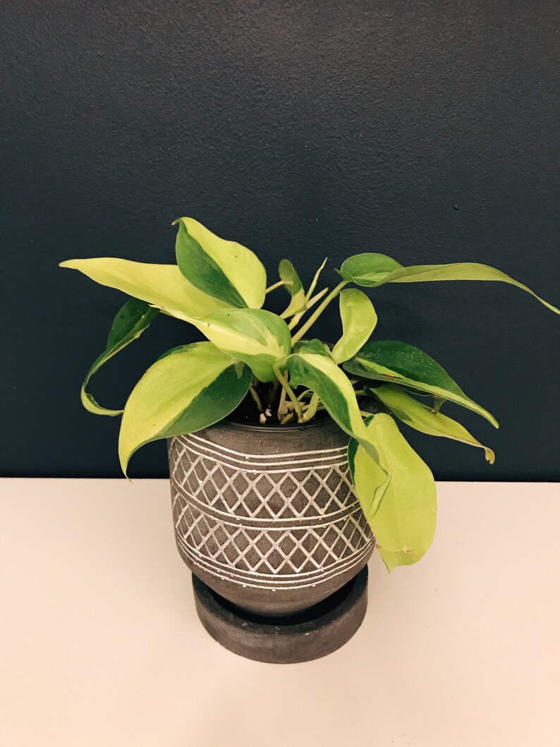 Philodendron Brazil Philodendron hederaceumn Live Plant 3.5”