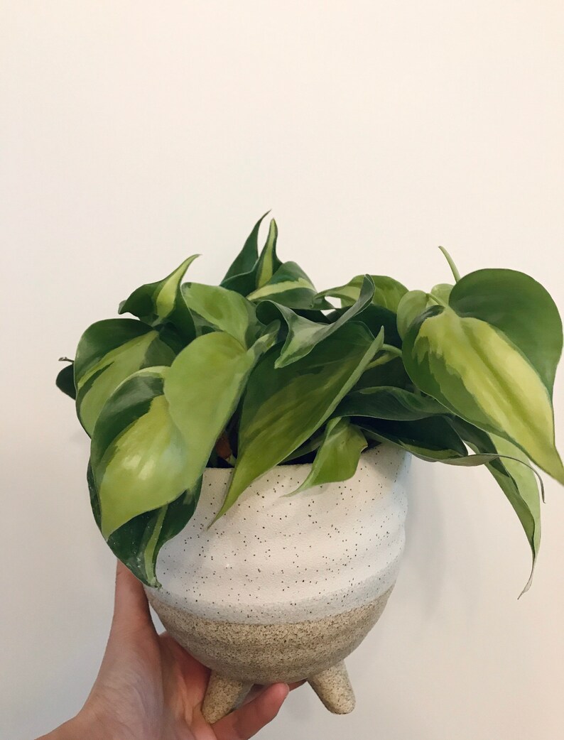 Philodendron Brazil Philodendron hederaceumn Live Plant image 8