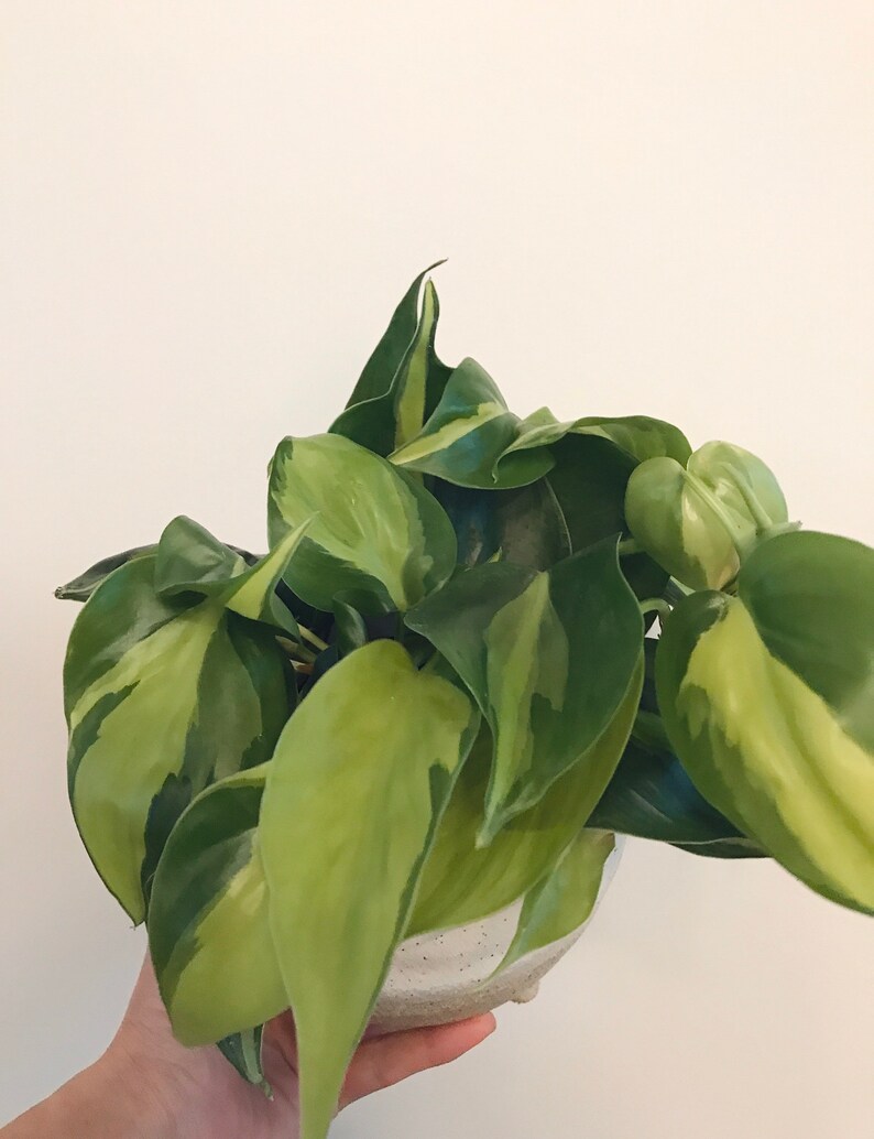 Philodendron Brazil Philodendron hederaceumn Live Plant image 5