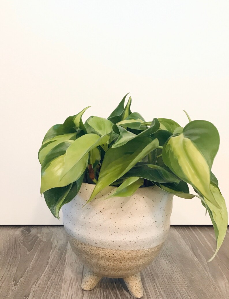 Philodendron Brazil Philodendron hederaceumn Live Plant 4”