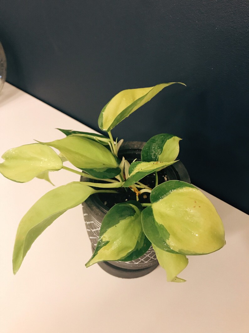 Philodendron Brazil Philodendron hederaceumn Live Plant image 3