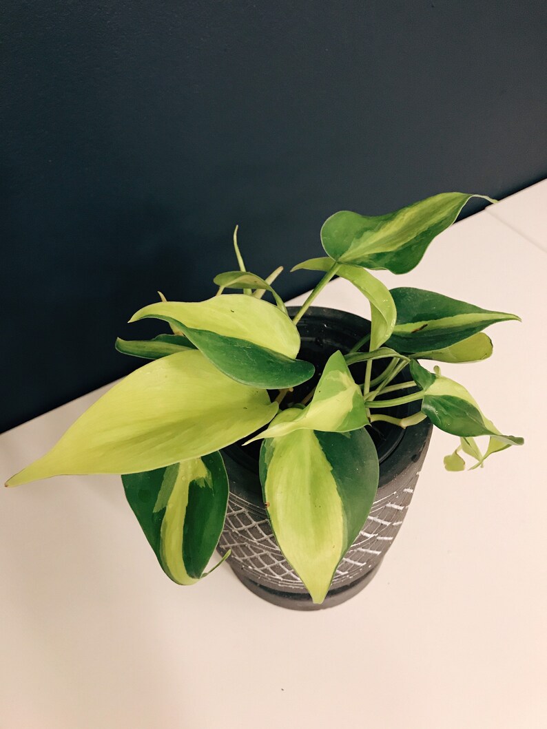 Philodendron Brazil Philodendron hederaceumn Live Plant image 2