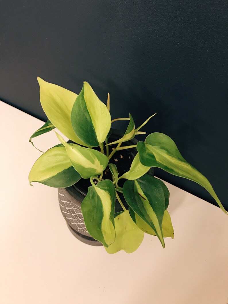 Philodendron Brazil Philodendron hederaceumn Live Plant image 6