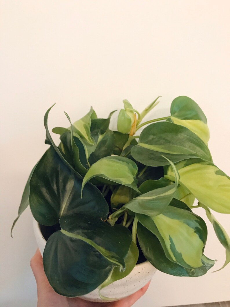 Philodendron Brazil Philodendron hederaceumn Live Plant image 7