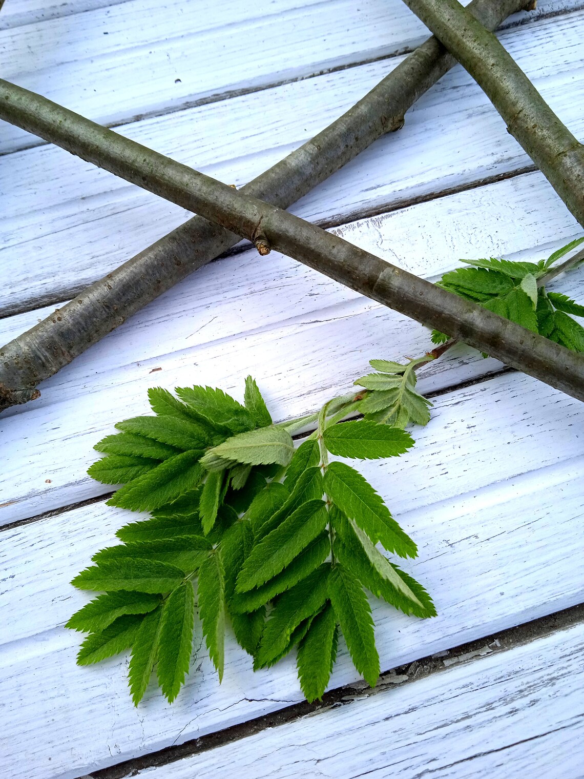 Branch Rowan set of 10 pieces natural craft wood supply Rowan Etsy