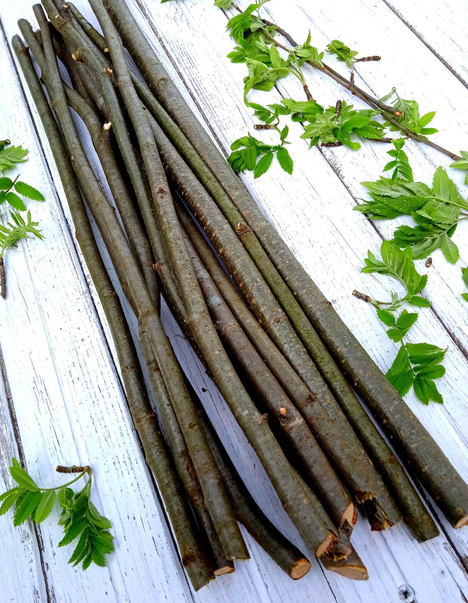 Branch Rowan set of 10 pieces natural craft wood supply Rowan Etsy
