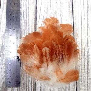 May include: A bunch of brown and white feathers with a ruler in the background.