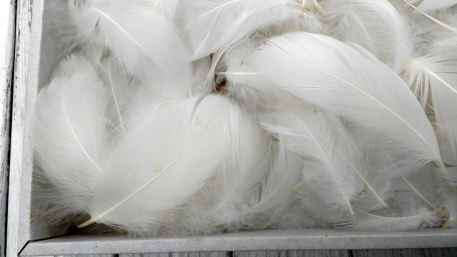 100 pieces.Wholesale White Goose Feathers DIY Natural Feathers Etsy