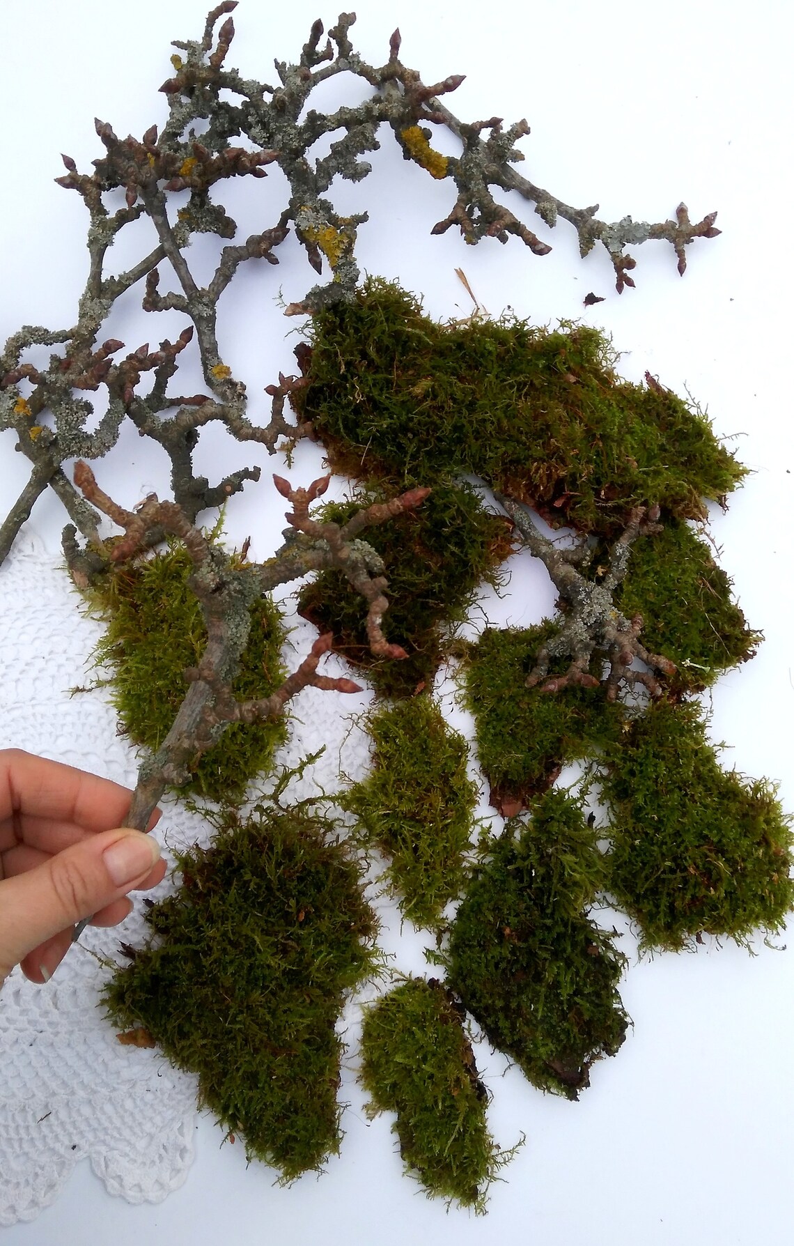 Set of 20 natural mosswhimsical branches with lichenfor Etsy