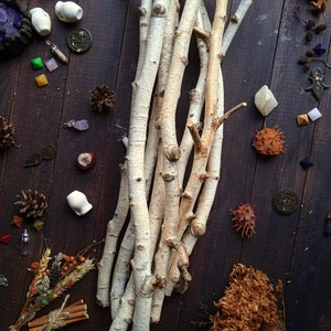 Set of 10 birch branches for art projects, natural birch sticks birch white vase filler, organic rustic home decor, 0/5 to 1 inch diameter