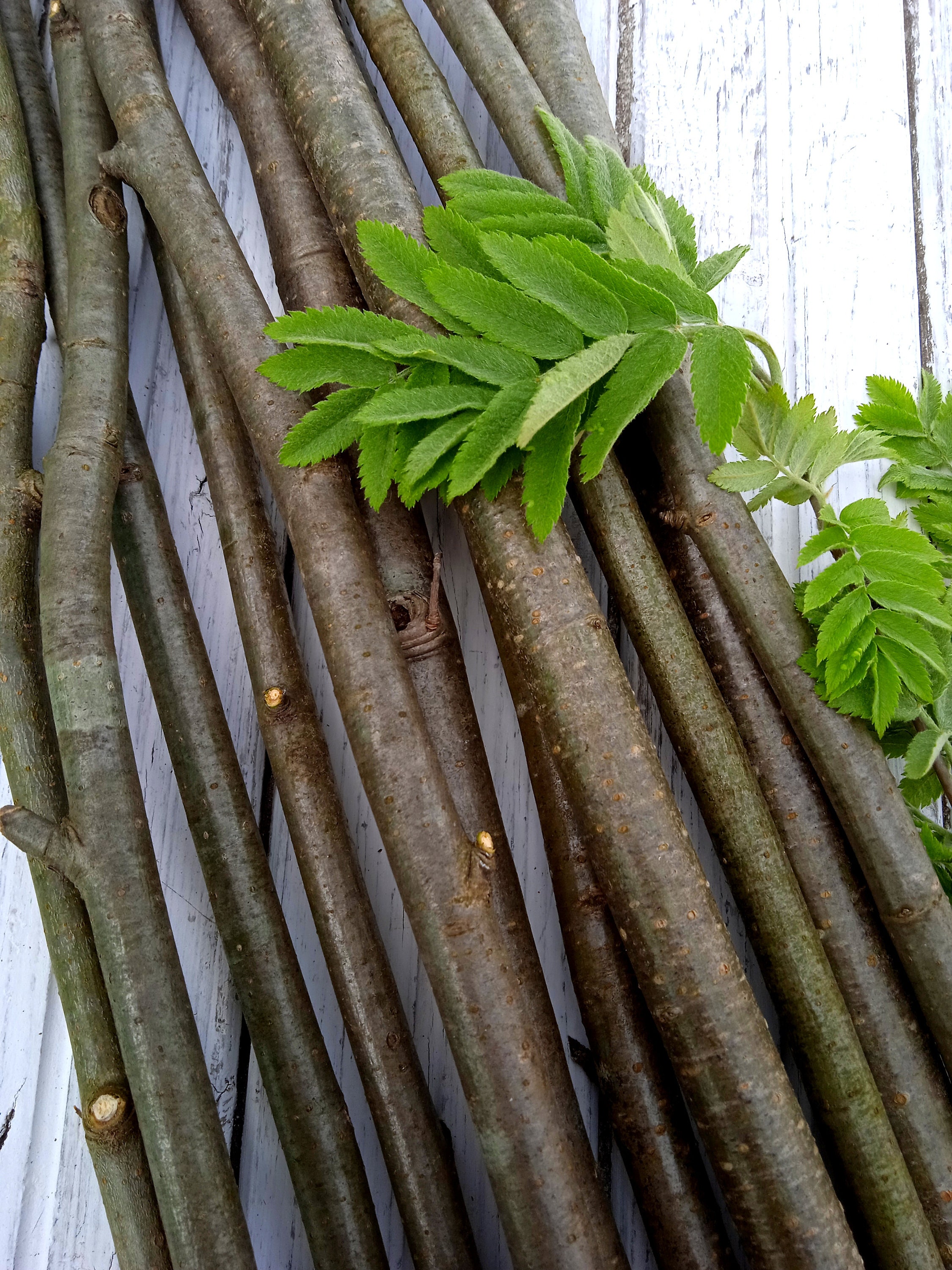 Branch Rowan set of 10 pieces natural craft wood supply Rowan Etsy